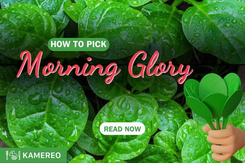Guide on how to harvest morning glory quickly