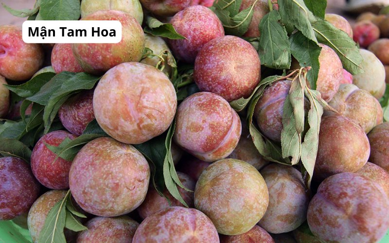Tam Hoa Plums with a distinctive flavor compared to other plum varieties