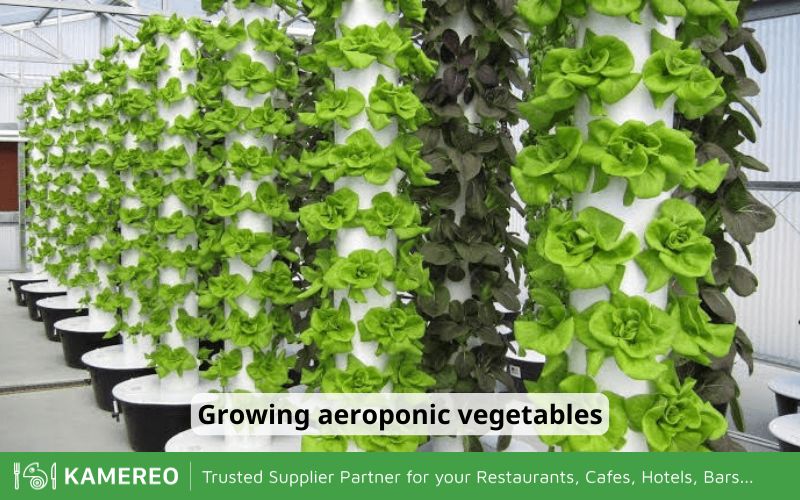 The aeroponic vegetable growing method is being applied in many places