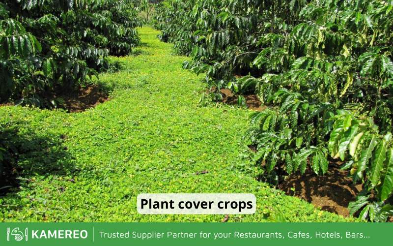 Planting cover crops helps improve biodiversity