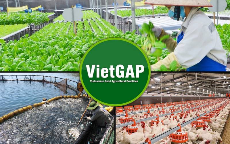 VietGAP là bộ tiêu chuẩn để đánh giá hoạt động sản xuất trong nông nghiệp