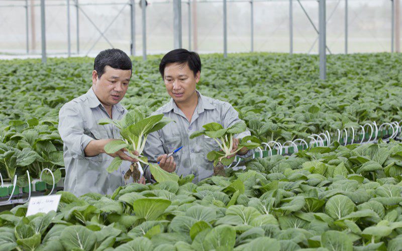 VietGAP standards help control product quality before delivery to customers