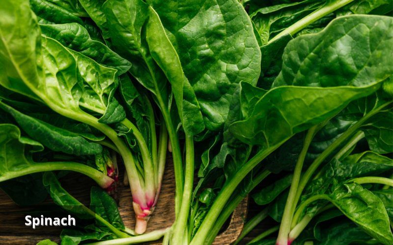 Spinach is a green vegetable with high nutritional value