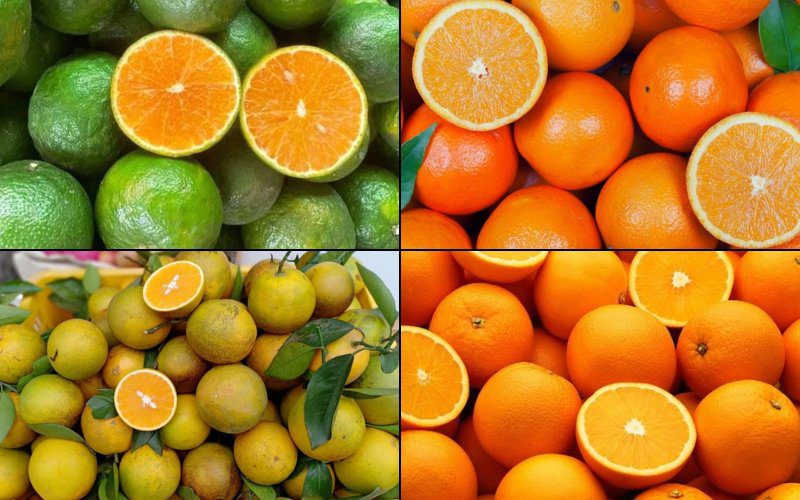 Một số loại cam phổ biến tại Việt Nam hiện nay