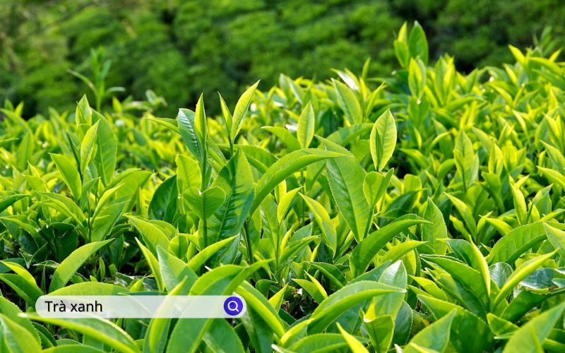 Trà xanh là loại phổ biến nhất ở Việt Nam với nhiều thương hiệu lớn