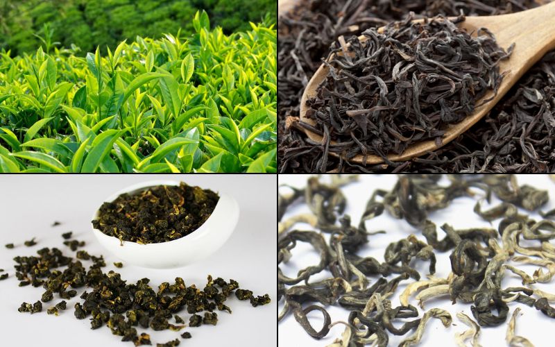 Delicious and Popular Teas on the Market