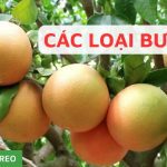 Các loại bưởi ngon, được ưa chuộng tại Việt Nam