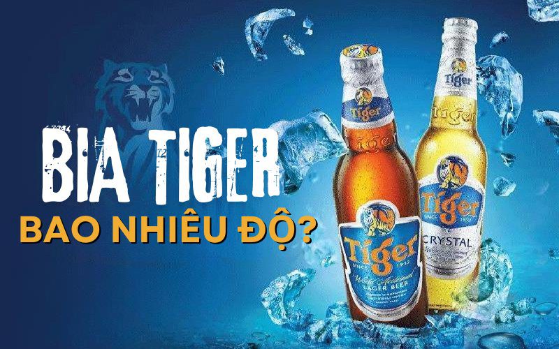 Bia Tiger bao nhiêu độ? Những điều cần biết