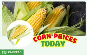 How much is corn today per kilogram?