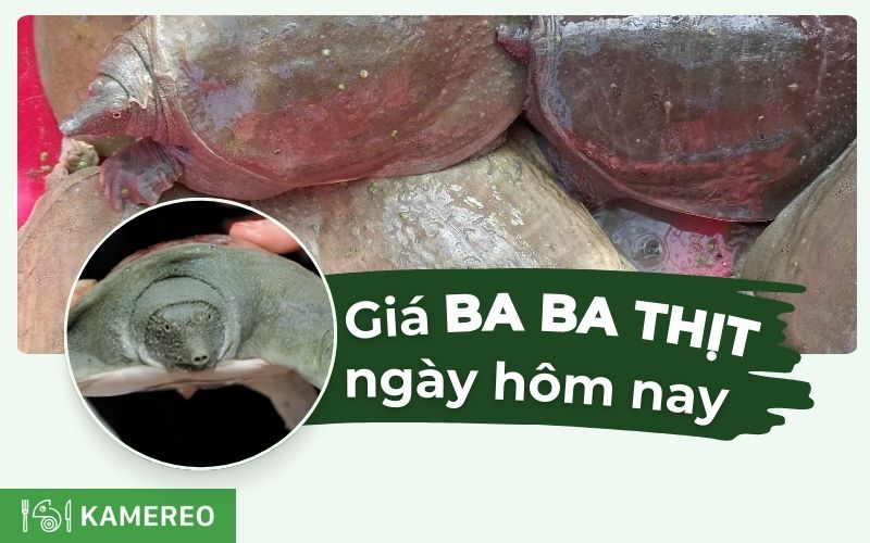 Giá ba ba thịt hôm nay bao nhiêu? Cập nhật giá baba mới nhất