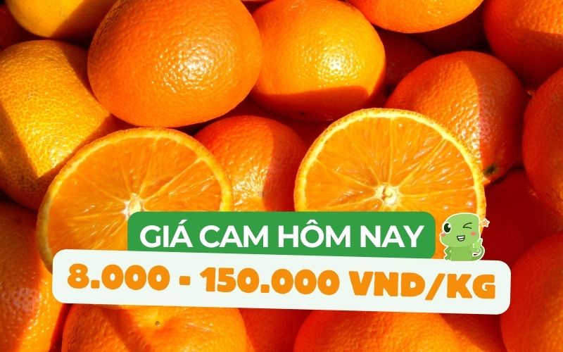 Giá cam dao động từ 8.000 đến 150.000 tùy thuộc vào loại cam
