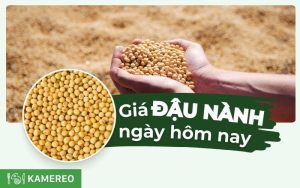 Giá đậu nành hôm nay bao nhiêu 1 kg? Cập nhật giá đỗ tương mới nhất