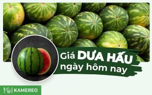 Giá dưa hấu hôm nay bao nhiêu 1kg? Địa chỉ bán dưa hấu chất lượng