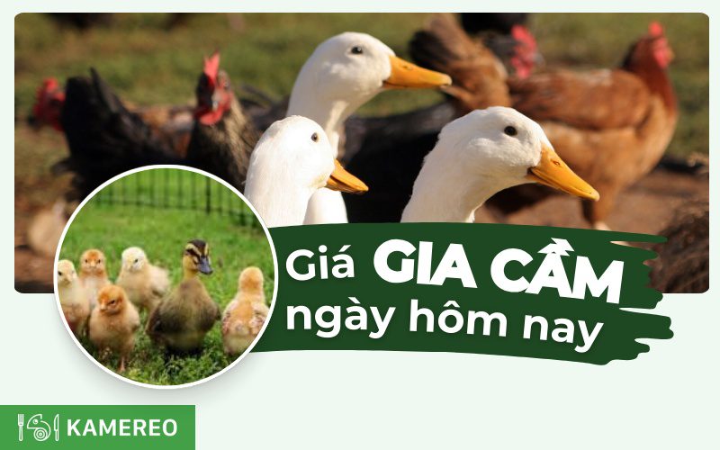 Giá gia cầm hôm nay | Cập nhật mới nhất