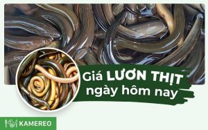 Giá lươn thịt hôm nay bao nhiêu? Cập nhật giá lươn nuôi, lươn đồng mới nhất