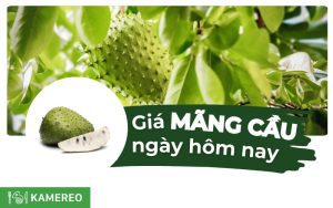 Mãng cầu bao nhiêu 1kg? Giá mãng cầu hôm nay