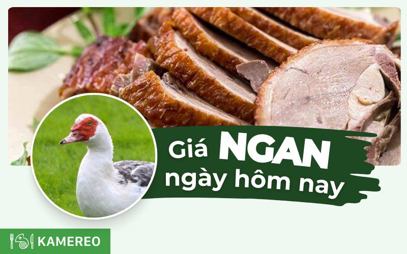 Ngan bao nhiêu tiền 1kg? Giá ngan hôm nay