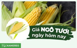 1kg bắp bao nhiêu tiền? Giá ngô hôm nay