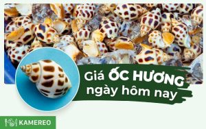 Giá ốc hương hôm nay bao nhiêu 1kg? Cập nhật giá ốc hương mới nhất