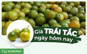 Tắc bao nhiêu 1kg? Giá trái tắc hôm nay