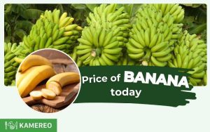 What is the price of banana today? Latest updates on banana prices