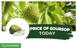 How much is soursop per kg? Today's soursop price