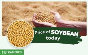 How much is soybean per kg today? Update on the latest soybean sprout prices