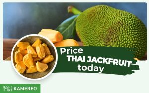 What Is the Market Price of Thai Jackfruit Today?