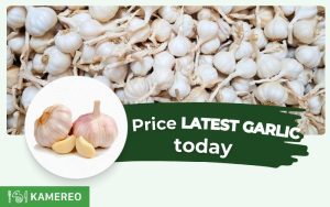 How Much Is Garlic Per Kilogram? Today's Garlic Prices