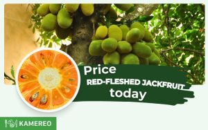 Today's Red-Fleshed Jackfruit Prices