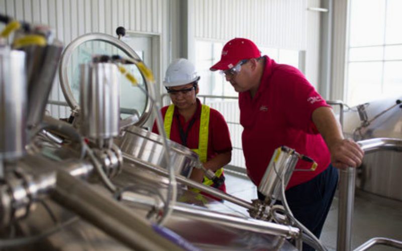 Budweiser undergoes multiple stages of production before packaging