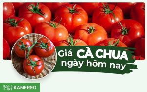 Giá cà chua hôm nay bao nhiêu 1kg? Cập nhật giá cà chua các loại mới nhất