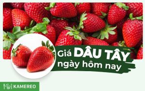 Dâu tây bao nhiêu 1kg? Giá dâu tây hôm nay