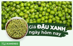 Đậu xanh bao nhiêu 1kg? Giá đậu xanh hôm nay