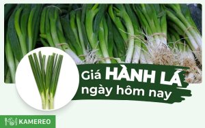 Hành lá bao nhiêu 1kg? Giá hành lá hôm nay