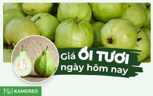 1kg ổi giá bao nhiêu? Giá ổi hôm nay