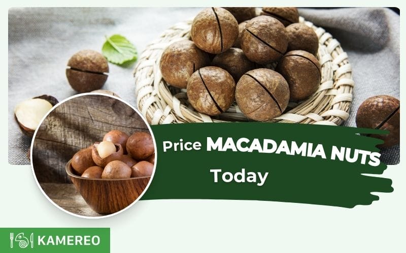 Today's Macadamia Nut Price Per 1kg? Latest Updates on Fresh and Dried Macadamia Prices