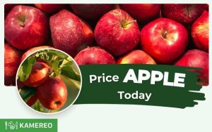 How much is apple per kg today? Update on the latest apple prices