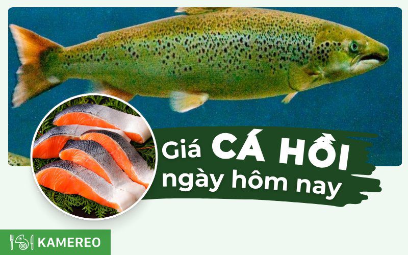 Cá hồi bao nhiêu tiền 1kg? Giá cá hồi hôm nay