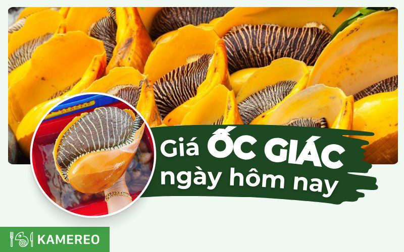 Ốc giác bao nhiêu 1kg? Giá ốc giác mới nhất