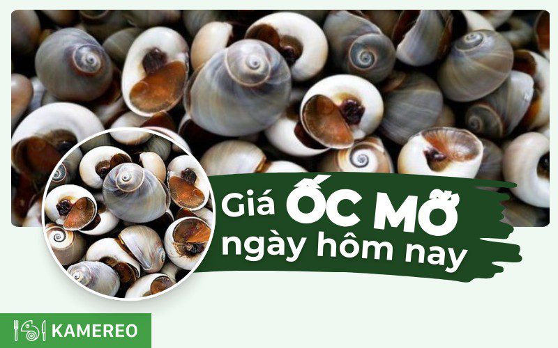 Ốc mỡ bao nhiêu tiền 1kg? Cập nhật giá ốc mỡ mới nhất