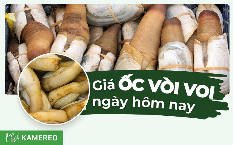 Ốc vòi voi bao nhiêu tiền 1kg? Giá ốc vòi voi mới nhất