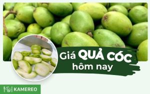 Giá quả cóc hôm nay cập nhật mới nhất 24 giờ qua