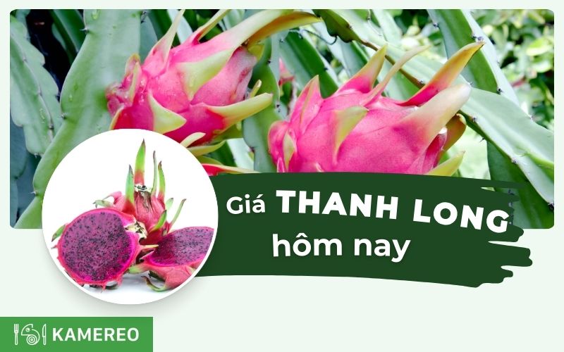 Giá thanh long hôm nay bao nhiêu 1kg? Cập nhật giá thanh long đỏ, trắng, Bình Thuận mới