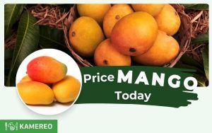 How much is mango per kg today? Update on the latest prices of all kinds of mangoes