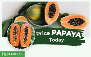 How much is papaya per kg today? Update on the latest prices of ripe, yellow papaya