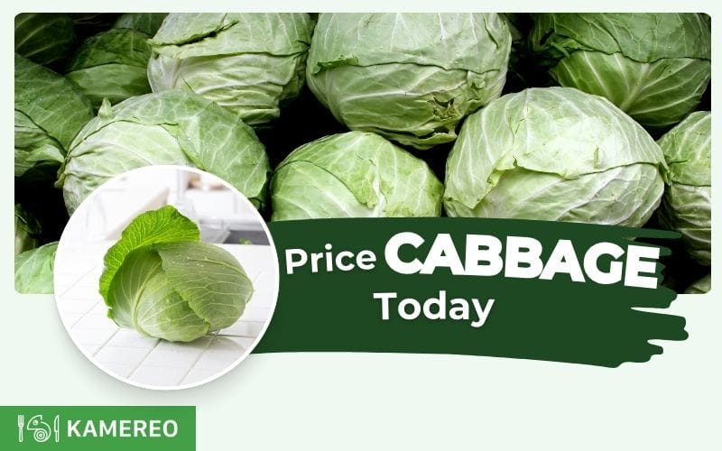 How much is cabbage price today per kg? Latest green, purple, and white cabbage price update!