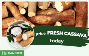 How much is fresh cassava price today? Latest 24-hour updated cassava prices