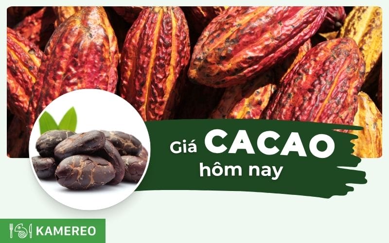 Giá ca cao hôm nay bao nhiêu? Cập nhật giá cacao 24 giờ qua