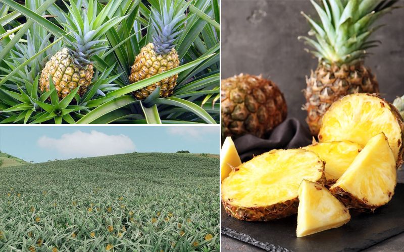 Giá dứa hiện nay biến động mạnh do ảnh hưởng của mùa vụ, sản lượng và nhu cầu thị trường